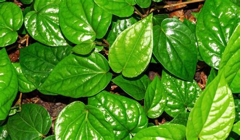 Betel Leaf .